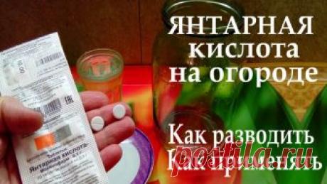 Янтарная кислота на огороде как стимулятор,регулятор роста и антистрессовый препарат