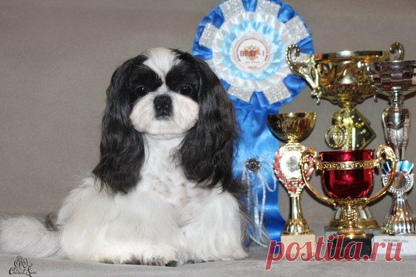 Светлана Михайлова