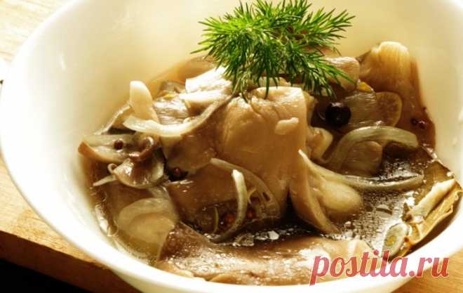 Вешенки маринованные быстрого приготовления, маринованная свекла с капустой и другие рецепты - olga.aleks.1958@mail.ru - Почта Mail.Ru