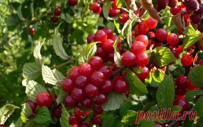 Войлочная вишня - находка для сада