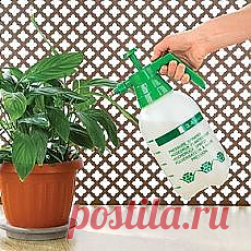 комнатные растения и уход за ними | Фотографии и советы на Постиле