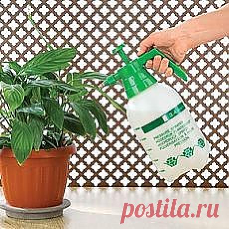 комнатные растения и уход за ними | Фотографии и советы на Постиле