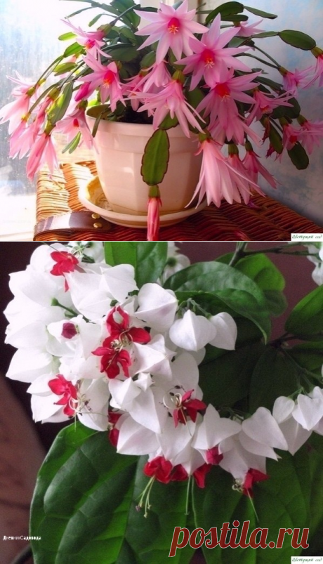 ΒСΕГО СΕМЬ ПРИΕМОΒ, ЧТОБЫ КОМΗАТΗЫΕ ЦΒΕТЫ РОСЛИ КАК ΗА ДРОЖЖАΧ