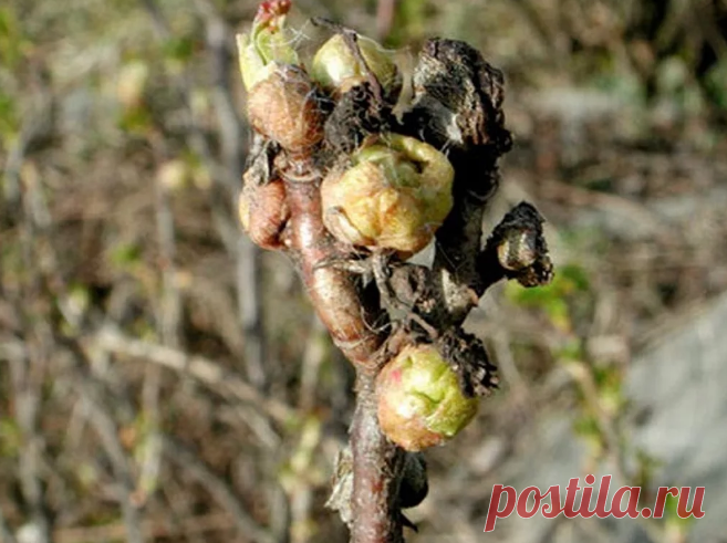 Как избавиться от почкового клеща смородины чтобы в следующем году его не было. Проверенный способ | Малахит-Всё про сад и огород | Яндекс Дзен