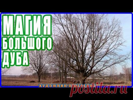 Что творит и чем полезен БОЛЬШОЙ ДУБ! Магия большого дерева на участке!
