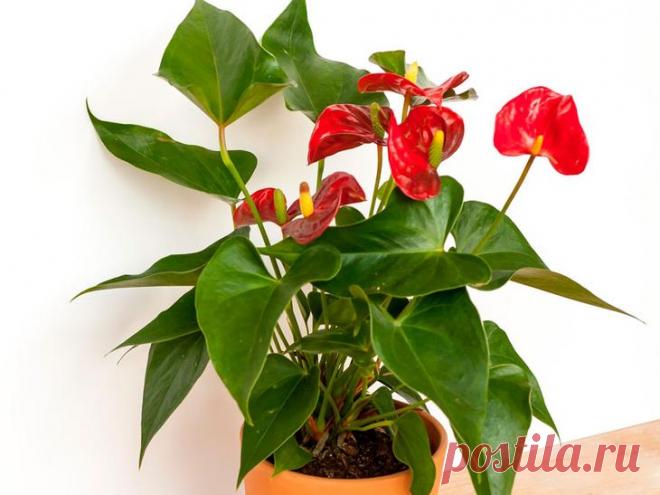 Цветок Мужское счастье: особенности ухода в домашних условиях Антуриум или мужское счастье – комнатный экзотический цветок, который принято дарить представителям сильного пола. Согласно поверьям, он приносит удачу мужчинам, принося в дом счастье и достаток.
Раст...