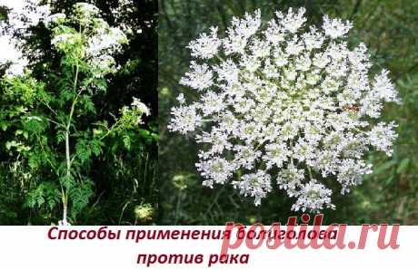 Болиголов, схема приема при раке Доброе время суток! Меня зовут Халисат Сулейманова - я фитотерапевт. В 28 лет себя вылечила от рака матки травами (больше про мой опыт выздоровления и почему я стала фитотерапевтом читайте здесь: Моя история). Перед тем как лечиться по народным методам описанным в интернете, просьба, консультируйтесь со специалистом и лечащим врачом! Это сэкономит ваше время и деньги, поскольку заболевания … Читать далее Как принимать настойку болиголова при раке