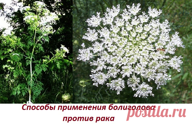 Болиголов, схема приема при раке Доброе время суток! Меня зовут Халисат Сулейманова - я фитотерапевт. В 28 лет себя вылечила от рака матки травами (больше про мой опыт выздоровления и почему я стала фитотерапевтом читайте здесь: Моя история). Перед тем как лечиться по народным методам описанным в интернете, просьба, консультируйтесь со специалистом и лечащим врачом! Это сэкономит ваше время и деньги, поскольку заболевания … Читать далее Как принимать настойку болиголова при раке