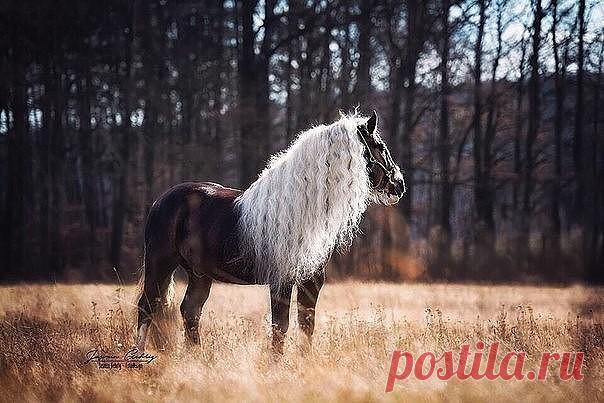 (46) Одноклассники