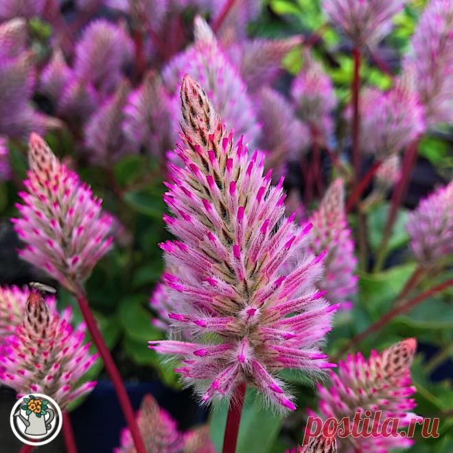 Показываю, какая красота выросла из случайно купленных семян. Теперь все соседи приходят просить эти «лисьи хвостики» | КЛУМБА И ТЯПКА | Яндекс Дзен