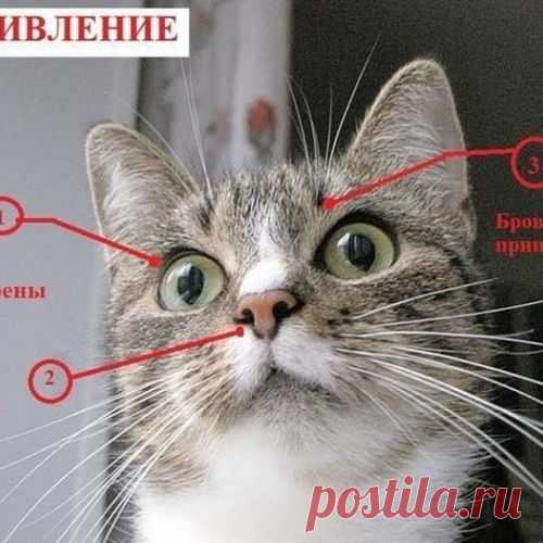 Как узнать, врет Вам кошка или нет?