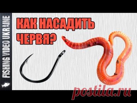 Как насадить червя на крючок