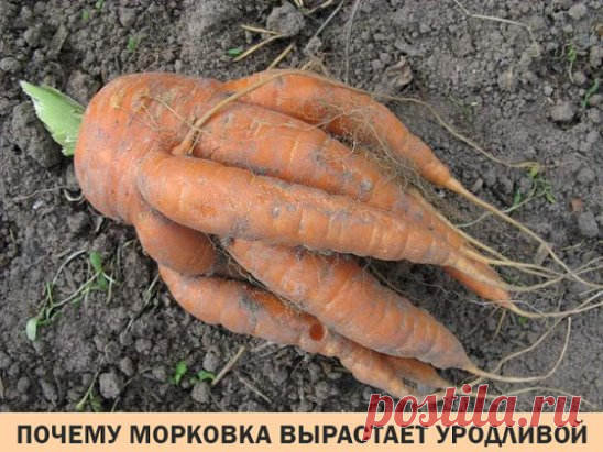 Основные причины, почему растет корявая морковь
 Лопнувшая или волосатая морковь – результат неправильного полива
 Для вкусной, крупной морковки нужна хорошая почва
На пакетиках с семенами морковка выглядит просто идеально: ровненькая, гладкая, безупречной формы, одинакового размера… Почему же в жизни многим огородникам приходится вытаскивать из земли мелких, кривых и изогнутых «уродцев»? А то и вовсе попадается мохнатая морковь, сплошь покрытая корневыми волосками.
Некоторые огородники, у