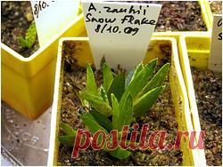 Суккулентные растения, Петр Лапшин, каталог для заказа - succulents by Peter Lapshin