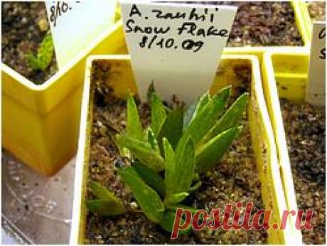 Суккулентные растения, Петр Лапшин, каталог для заказа - succulents by Peter Lapshin