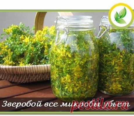 Зверобой все микробы убьет