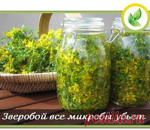 Зверобой все микробы убьет