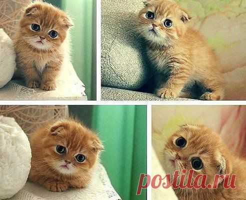 Кот из Шрека существует)))