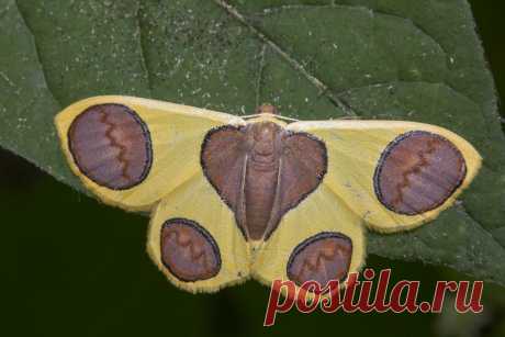 _Z2A1851 Plutodes malaysiana Geometridae, Ennominae