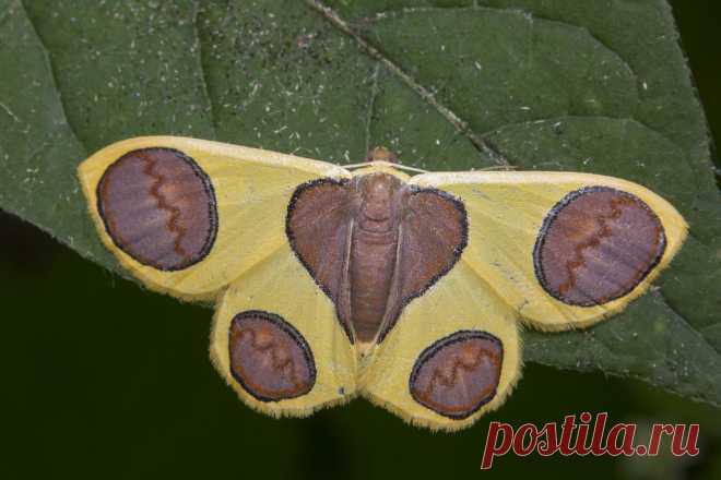 _Z2A1851 Plutodes malaysiana Geometridae, Ennominae