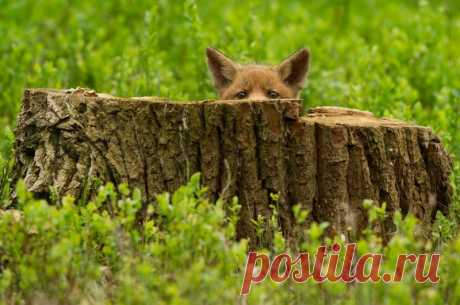 Позитив от фотографа Edwin Kats