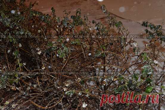 High angle view of ice covered plants growing on land at winter night. Стоковое фото, фотограф Ilaronsia / Фотобанк Лори