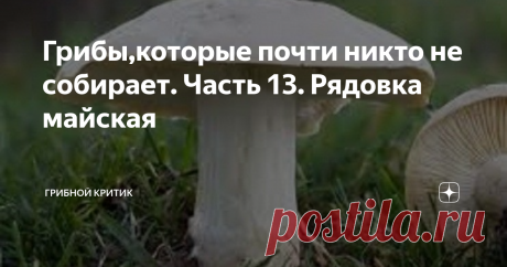 Грибы,которые почти никто не собирает. Часть 13. Рядовка майская Эти грибы знакомы многим грибникам, как минимум тем из них, которые  весной бродят по лесным опушкам, да полянам в поисках сморчков. Однако собирает их мало кто. Почему? Да просто не знают, что это за грибы.
Вот в сморчках многие разбираются (по крайней мере они сами так считают). Есть и любители-экстремалы, которые и строчки собирают, несмотря на всю неоднозначность такой &quot;тихой