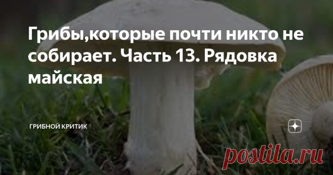 Грибы,которые почти никто не собирает. Часть 13. Рядовка майская Эти грибы знакомы многим грибникам, как минимум тем из них, которые  весной бродят по лесным опушкам, да полянам в поисках сморчков. Однако собирает их мало кто. Почему? Да просто не знают, что это за грибы.
Вот в сморчках многие разбираются (по крайней мере они сами так считают). Есть и любители-экстремалы, которые и строчки собирают, несмотря на всю неоднозначность такой 