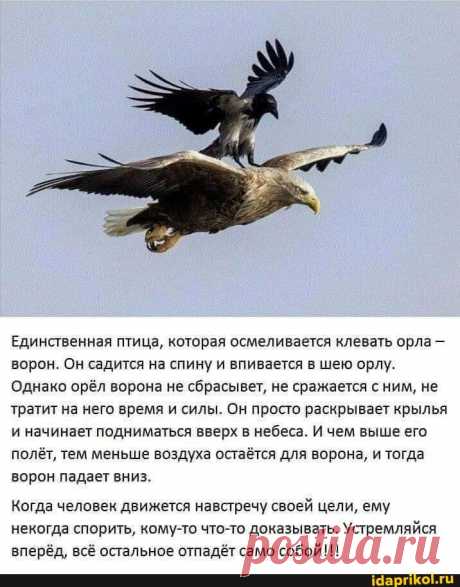 Единственная птица, которая осмеливается клевать орла - ворон. Он садится на спину и впивается в шею орлу. Однако орёл ворона не сбрасывет, не сражается с ним, не тратит на него время и силы. Он просто раскрывает крылья и начинает подниматься вверх в небеса. И чем выше его полёт, тем меньше воздуха остаётся для ворона, и тогда ворон падает вниз. Когда человек движется навстречу своей цели, ему некогда спорить, кому-то что-то доказывать. Устремляйся вперёд, всё остальное отпадёт само собой!!! -