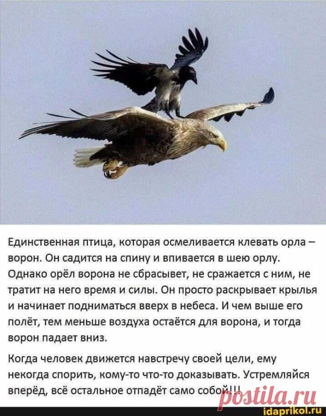 Единственная птица, которая осмеливается клевать орла - ворон. Он садится на спину и впивается в шею орлу. Однако орёл ворона не сбрасывет, не сражается с ним, не тратит на него время и силы. Он просто раскрывает крылья и начинает подниматься вверх в небеса. И чем выше его полёт, тем меньше воздуха остаётся для ворона, и тогда ворон падает вниз. Когда человек движется навстречу своей цели, ему некогда спорить, кому-то что-то доказывать. Устремляйся вперёд, всё остальное отпадёт само собой!!! -