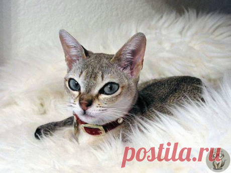 Комментарии к теме