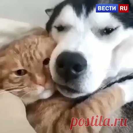 Сегодня во всем мире отмечается день домашних животных!  

А у вас есть питомцы?