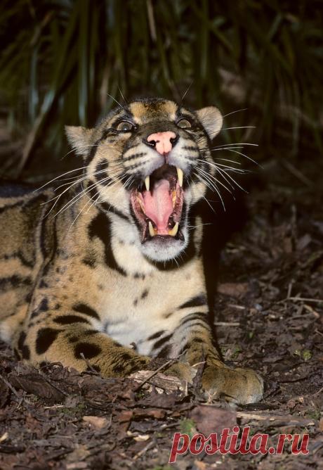 MCL011.jpg | Терри Уиттакер Фотография