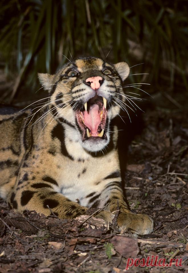 MCL011.jpg | Терри Уиттакер Фотография