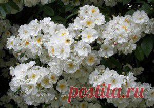 Плетистые розы сорта с  | Дачный участок
