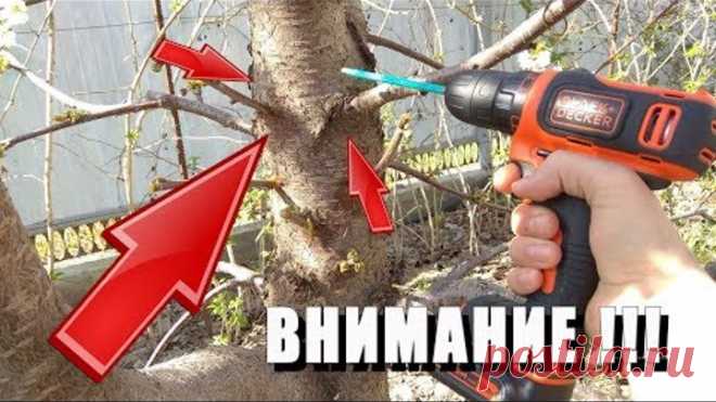 ПРИВИВКА ДРЕЛЬЮ✿ / СПОСОБ КОТОРЫЙ РАБОТАЕТ НА 100%©