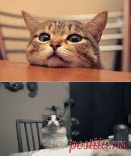 Как отучить кота воровать со стола | Креативные идеи