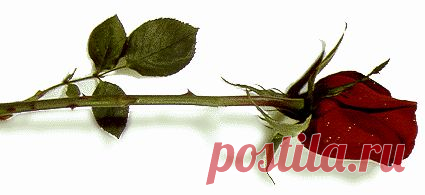 роза