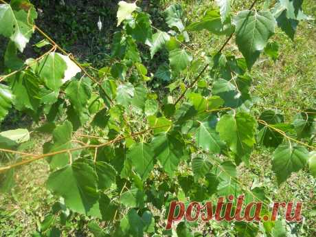 LIAUDIES IŠMINTIS PATARIA (pagal B. Martišienės knygą): BERŽO LAPAI (lot. Betula, latv. bērs, vok. Birke)