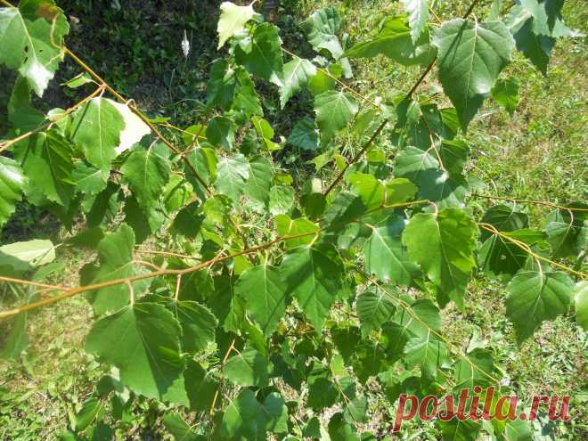 LIAUDIES IŠMINTIS PATARIA (pagal B. Martišienės knygą): BERŽO LAPAI (lot. Betula, latv. bērs, vok. Birke)