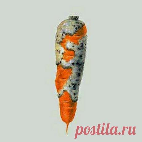 Болезни моркови. Серая гниль | Друг пенсионера
Возбудитель заболевания — гриб. Кроме моркови, этот гриб поражает землянику, капусту, подсолнечник и многие другие культурные и дикорастущие растения.