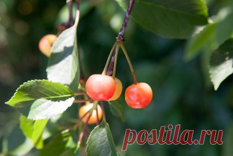 Монилиальный ожог вишни и черешни: как распознать и бороться?