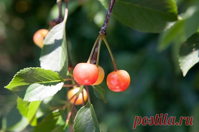 Монилиальный ожог вишни и черешни: как распознать и бороться?