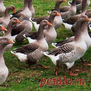 Серые гуси: описание породы, особенности содержания, мой опыт Порода гусей серые крупные, подробное описание и особенности содержания серых гусей в домашних условиях. В этой статье я расскажу об очень перспективной породе и поделюсь опытом её содержания.