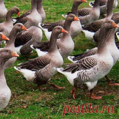 Серые гуси: описание породы, особенности содержания, мой опыт Порода гусей серые крупные, подробное описание и особенности содержания серых гусей в домашних условиях. В этой статье я расскажу об очень перспективной породе и поделюсь опытом её содержания.