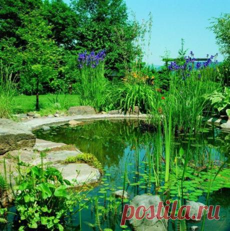 РАСТЕНИЯ ДЛЯ ПРУДА: неизменный элемент ландшафтного дизайна