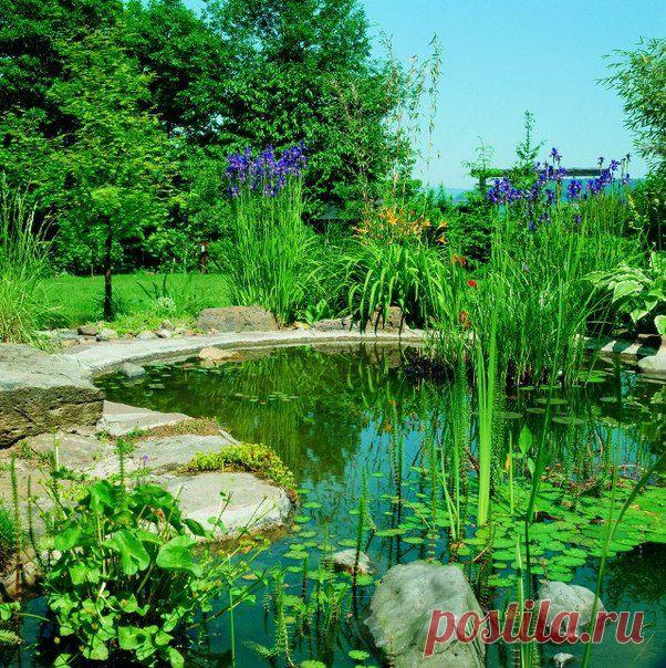 РАСТЕНИЯ ДЛЯ ПРУДА: неизменный элемент ландшафтного дизайна