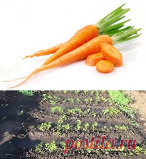 Посев моркови под зиму