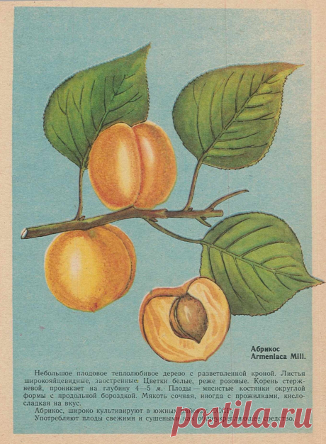 Абрикос