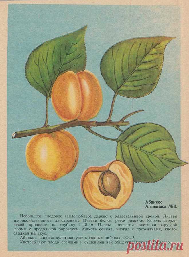 Абрикос